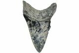 Serrated, Fossil Megalodon Tooth - South Carolina #234187-1